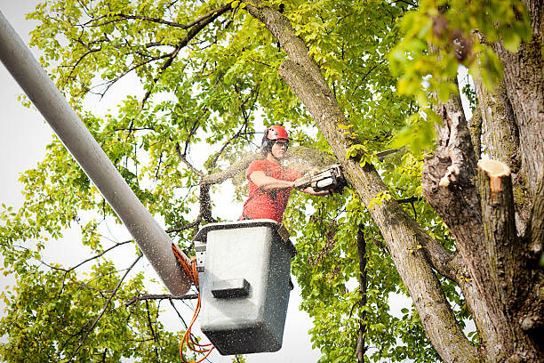 Best Arborist Consultation Services  in USA